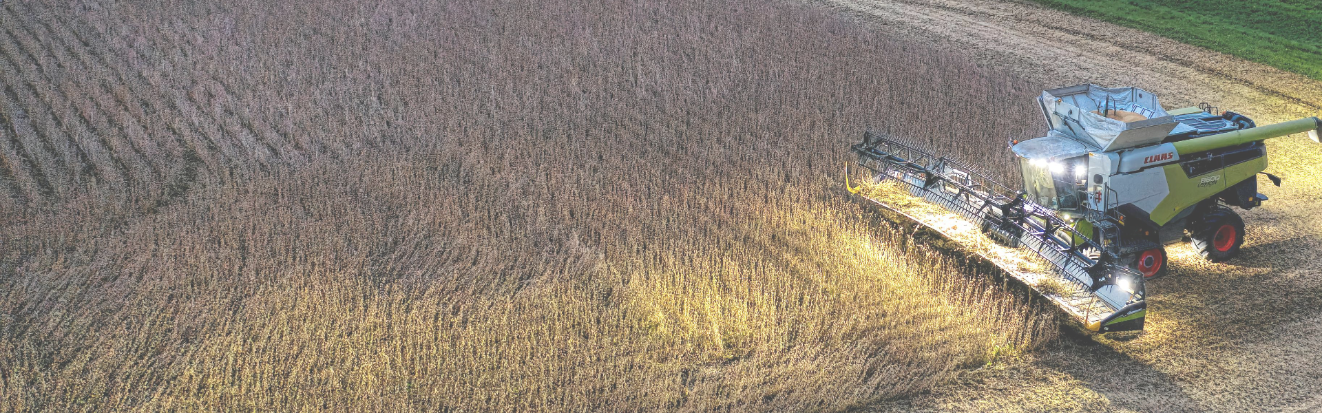 Corn Field.